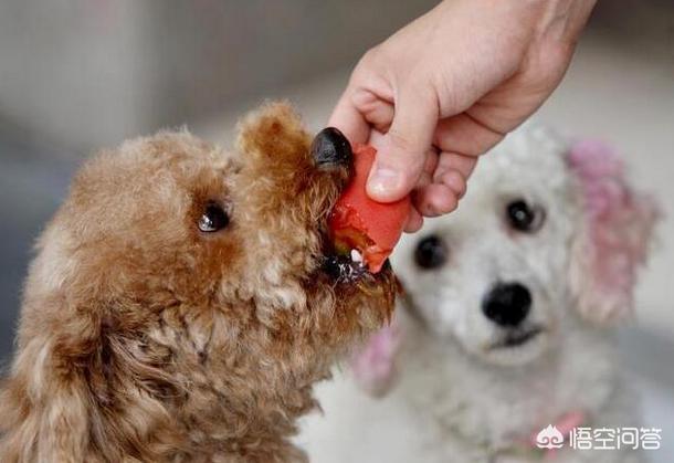 小鱼吃吃:泰迪犬除了吃狗粮，还能吃哪些食物？