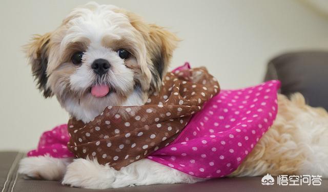 八哥犬衣服怎么做:狗狗的四脚衣服如何制做？