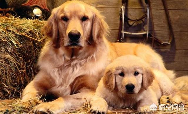 金毛犬有什么缺点？插图23