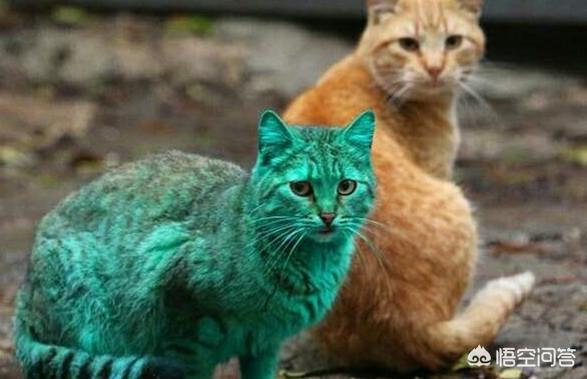 猫眼睛中间绿的周围黄的:猫咪眼眶和爪子发黄是怎么回事儿？