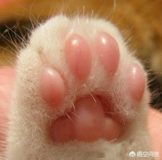 猫眼睛中间绿的周围黄的:猫咪眼眶和爪子发黄是怎么回事儿？