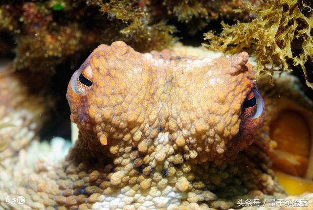 军舰鸟的特点:有哪些看起来不像地球生物，但又确实生在地球的动物？ 军舰鸟的特点是什么