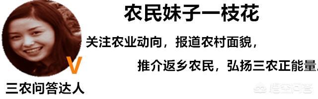 农村狗食配方:土鸡主要吃什么呢，土鸡饲料怎样配比？ 家庭自制狗食