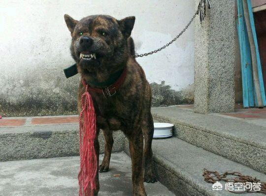 细犬猎兔视频:哪种狗狗的奔跑能力和耐力好？