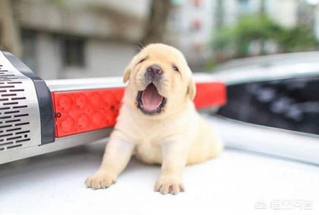 如何训练小柴犬不咬人:我家狗狗扑人，怎么训练才能让狗狗不扑人呢？