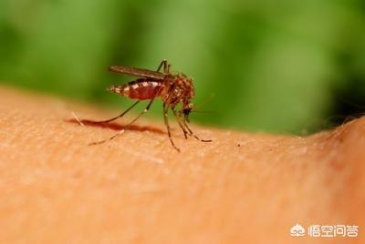 丝虫病的症状:蚊子可以传播哪些病毒？有何依据？