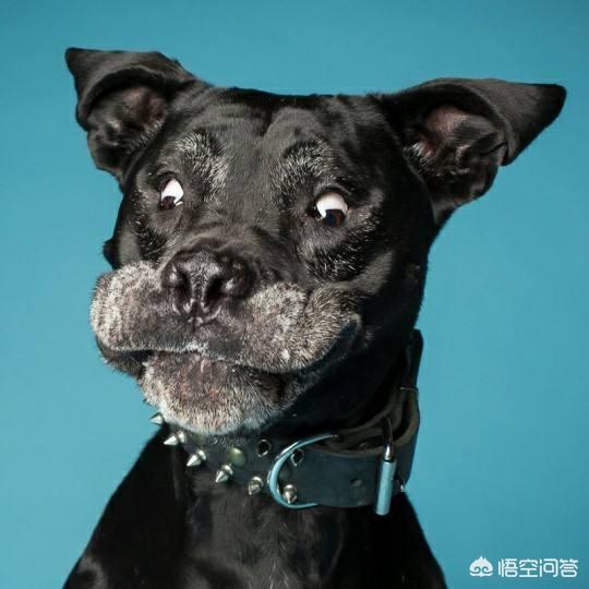 可卡犬图片:养一只丢人的狗是什么体验？