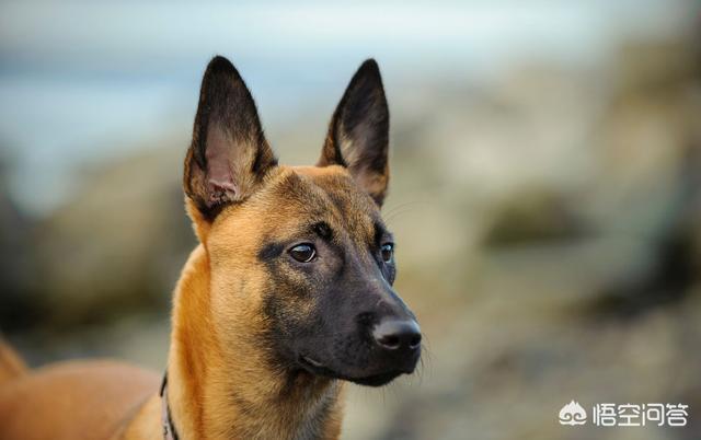 马犬跟牧羊犬打架视频:军犬对比护卫犬，军犬战斗力能强过藏獒吗？