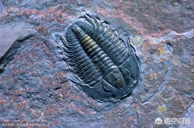 考古学家挖到奥特曼是真的吗，3亿年前三叶虫化石上的人类脚印，到底是不是真的