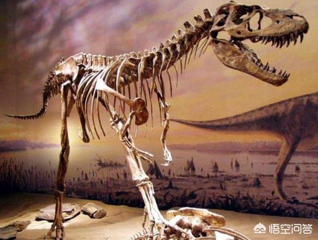 恐龙化石是怎样形成的(恐龙化石是怎样形成的读后感)