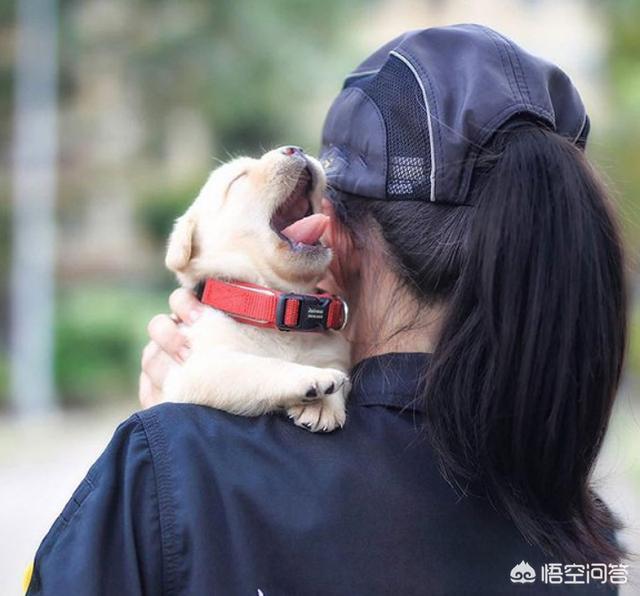 如何训练小柴犬不咬人:我家狗狗扑人，怎么训练才能让狗狗不扑人呢？