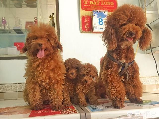 比格犬性格公泰迪绝育:挑选泰迪犬，为什么说挑公的好？