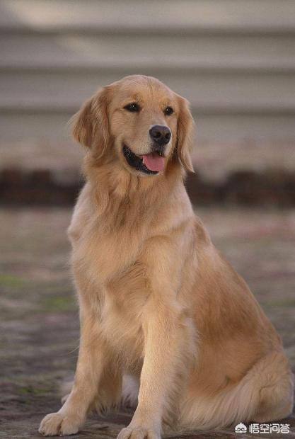 金毛犬有什么缺点？插图46