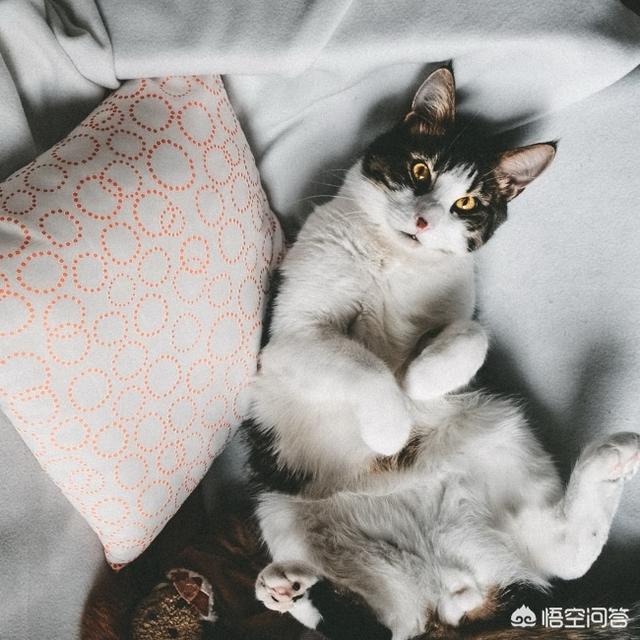 猫能吃梨吗,猫能不能吃水果？能吃什么水果？