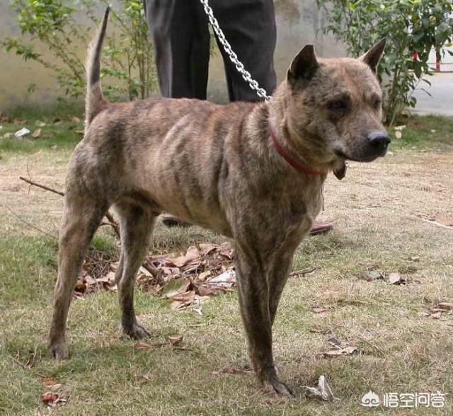 虎斑波尔多犬价格:我国纯种的虎斑犬还有多少只？主要分布在哪里？