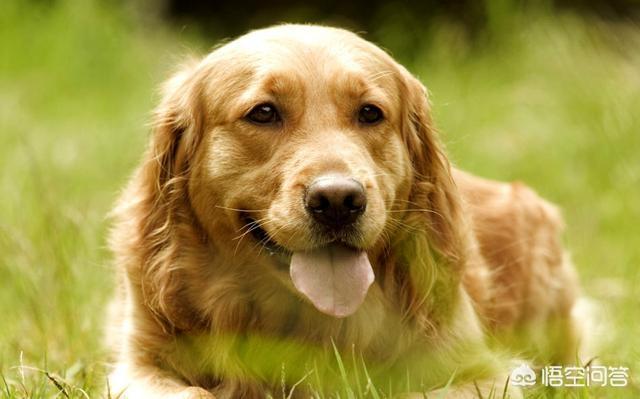 宠物安乐死:养了18年的爱犬，主人含泪送其安乐死，大家对此有何看法？