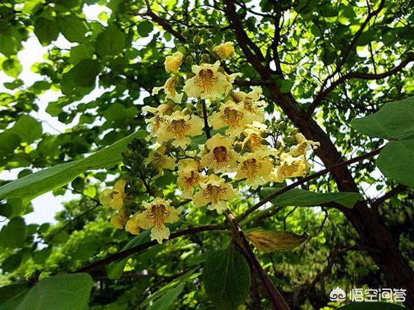 头条问答 梓树有什么功效和作用 8个回答