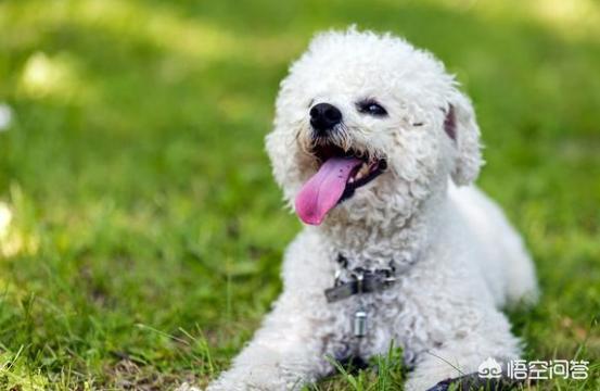 小比熊犬图片:比熊和哪种狗杂交出来好看？