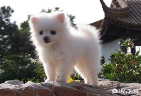 哈多利系博美犬价格报价行情:博美犬标准体重是多少，该怎样养这种狗？