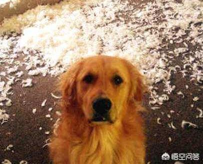 金毛犬有什么缺点？插图48