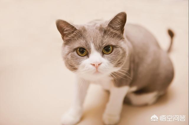 猫能吃梨吗,猫能不能吃水果？能吃什么水果？