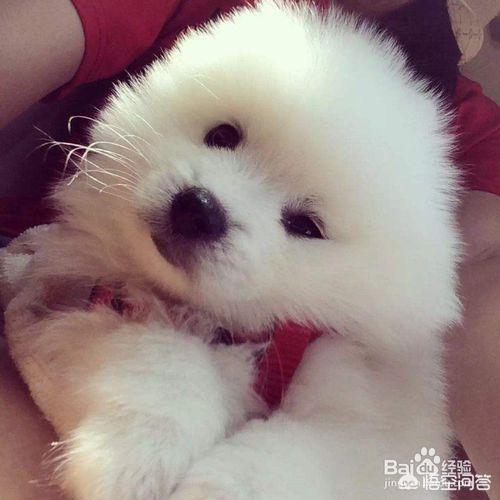 小狗眼泪多是怎么制了:狗狗有泪痕怎么办？有什么原因导致的？ 小狗眼泪特别多的原因是什么