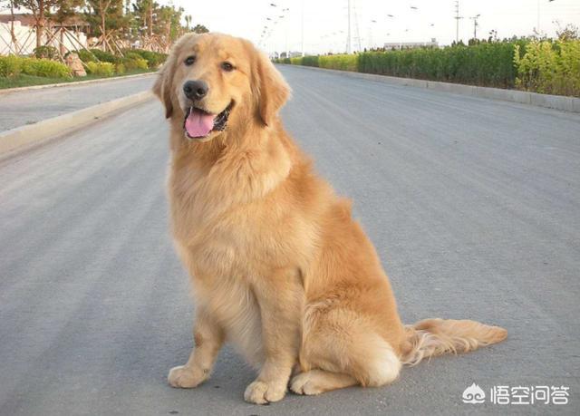 金毛犬有什么缺点？插图21