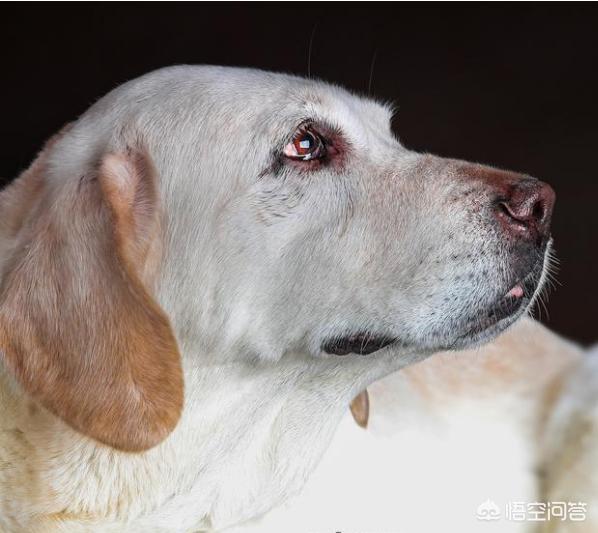 下司犬怎么看纯不纯:我国纯种的下司犬和虎斑犬还有多少只？为什么不是特别普及的呢？