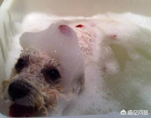 小比熊犬图片:比熊犬多少钱一只？如何挑选品相好的比熊犬？