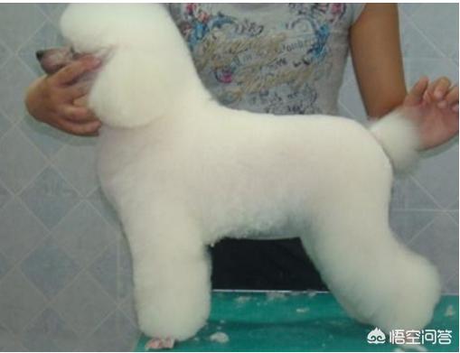 泰迪贵宾壁纸:贵宾犬都有什么样的造型，最受欢迎的造型是什么？