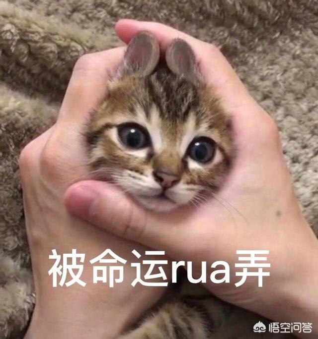 头条问答 如果当初有抗生素 林黛玉没有死 只是生了一场大病 红楼梦里宝玉和她的故事会怎么发展呢 2个回答