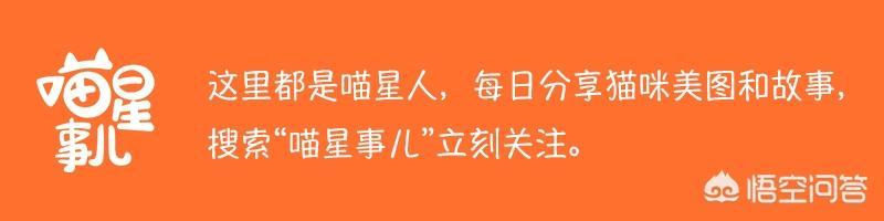 抑郁的人养什么宠物好:一个人生活养什么宠物比较好？