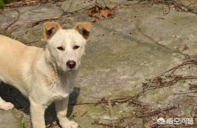 土狗制服藏獒在线观看:一些土狗的智商高又听话，为什么一些地方不选他们做警犬？