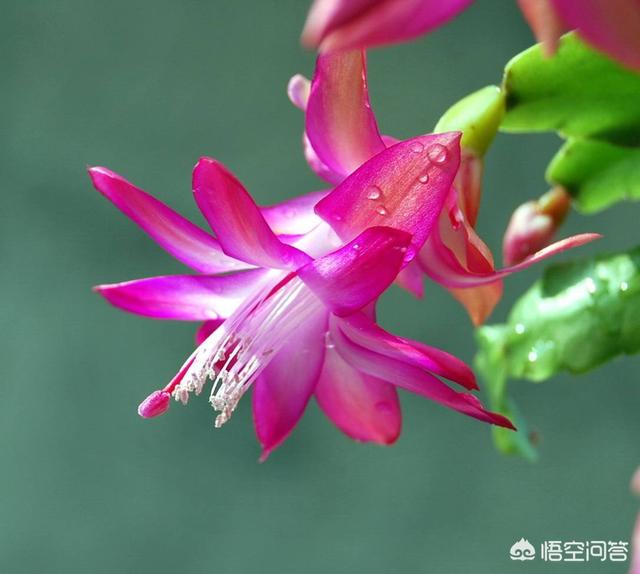 冬天常见的花,冬季看花，秋季该种什么花？