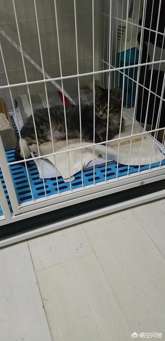 广东水煮活猫图片:两广人喜食猫鼠肉，年夜饭猫鼠肉可以上桌吗？