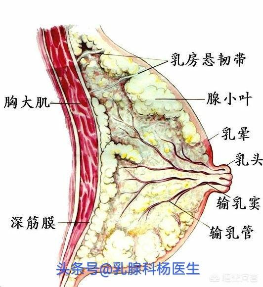 绍邦经络养生的机器排乳腺增生体检查出得了乳腺增生该怎么办