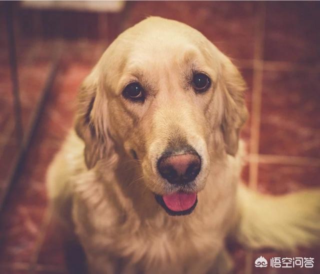 怎样选狗:怎样才能选到合适的宠物？