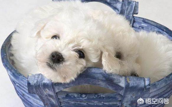 小比熊犬图片:比熊犬多少钱一只？如何挑选品相好的比熊犬？