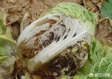软腐病:软腐病用什么杀菌剂 白菜细菌性软腐病该如何防治？