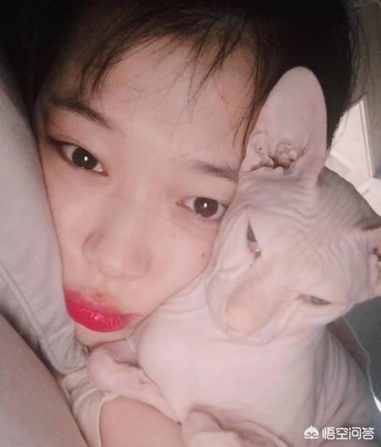 无毛猫纯种价格:无毛猫是一种怎样的存在？
