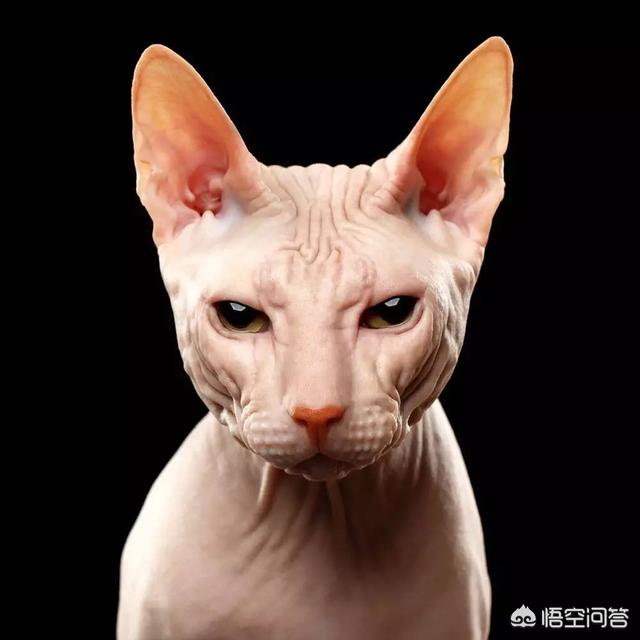无毛猫纯种价格:无毛猫是一种怎样的存在？