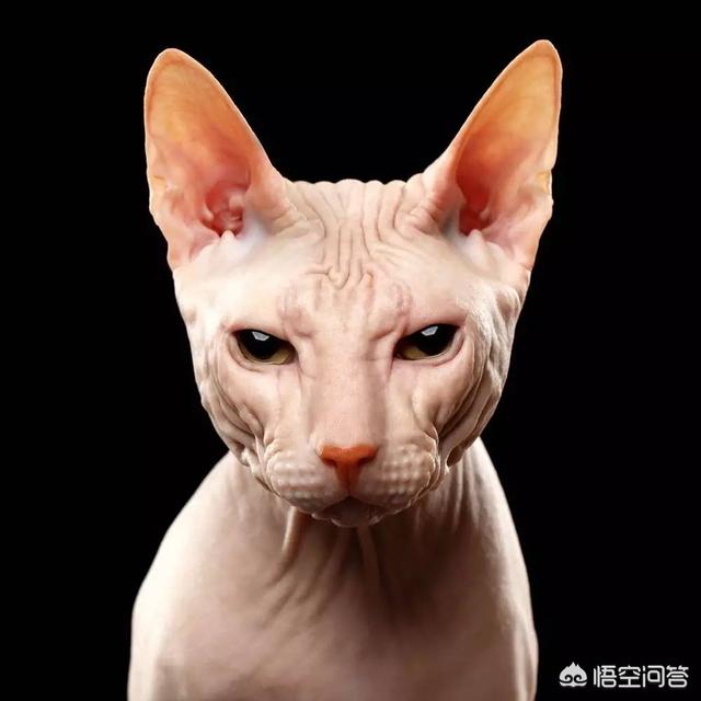 无毛猫叫什么，无毛猫是一种怎样的存在？