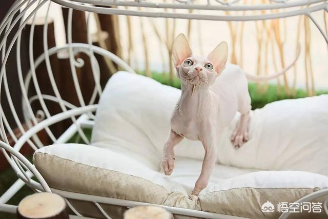 无毛猫纯种价格:无毛猫是一种怎样的存在？