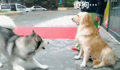 导盲犬品种:哪些品种的狗可以成为导盲犬？