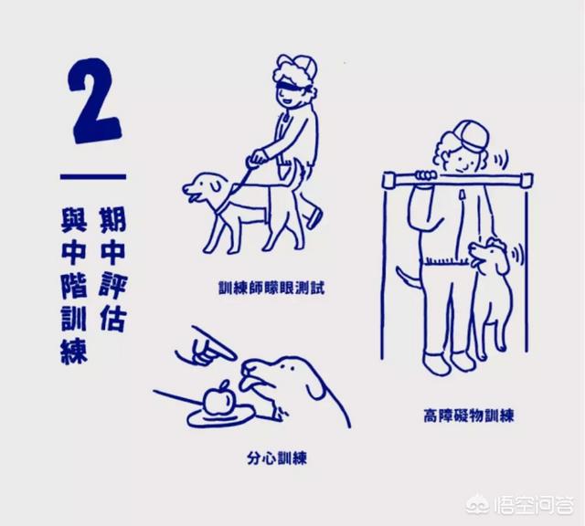 导盲犬品种:哪些品种的狗可以成为导盲犬？