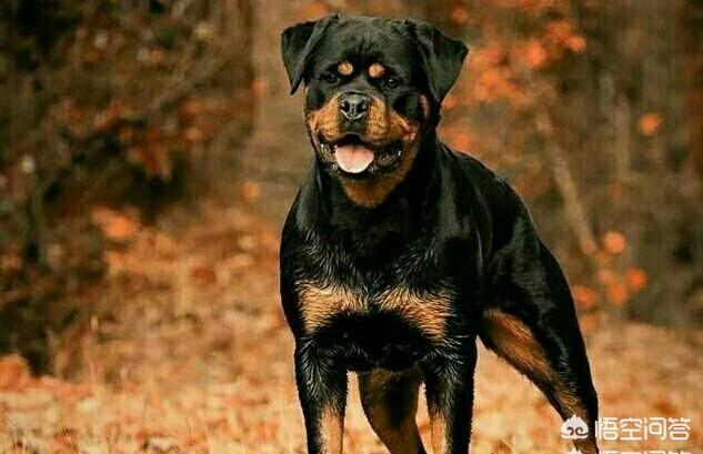 罗威纳犬复仇下载170806:罗威纳的忠诚度有多高？为什么？