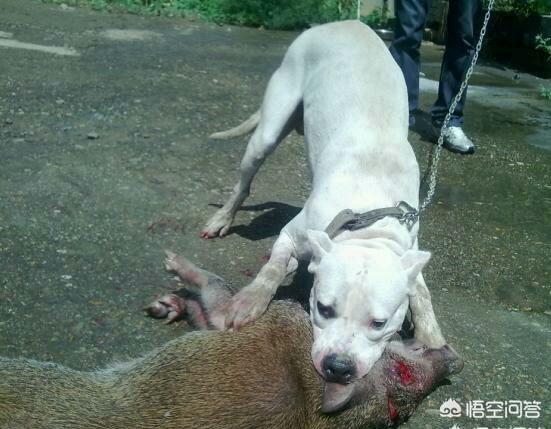 罗威纳犬复仇下载170806:罗威纳的忠诚度有多高？为什么？