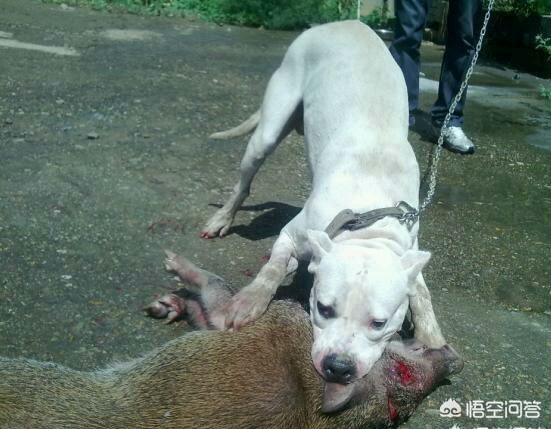 阿根廷獒犬的宠物知识:阿根廷獒犬 哪种狗是为了狩猎美洲狮培育而成的？有何依据？