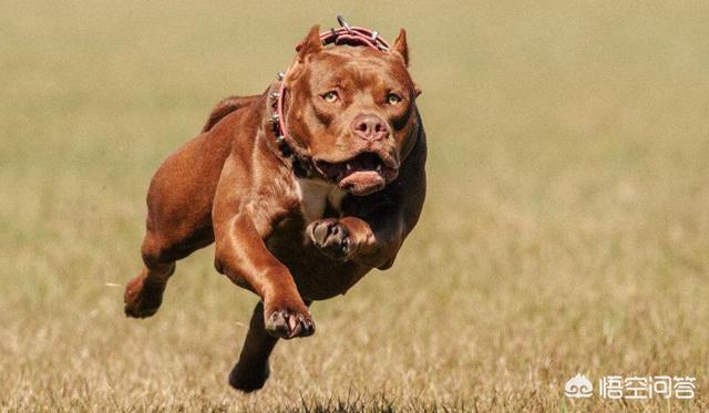 养比特狗好吗:为什么比特犬被称为全球第一猛犬？