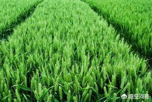 小麦最佳播种时间是什么时候，2021年小麦什么时候播种合适